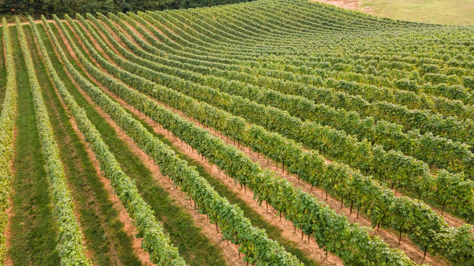 Asolo Prosecco Superiore DOCG: perché il Prosecco di Villa Giustiniani è diverso