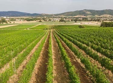 Posizionati in una sorta di anfiteatro naturale a ridosso del lago Trasimeno, i vigneti ricadono interamente nella Doc e sono destinati per il 55% ad uve a bacca nera - come Pinot Nero, Merlot, Gamay, Cabernet Sauvignon, Sangiovese e Canaiolo - e per il restante 45% ad uve a bacca bianca - in prevalenza Grechetto, Chardonnay, Sauvignon Blanc e Trebbiano.