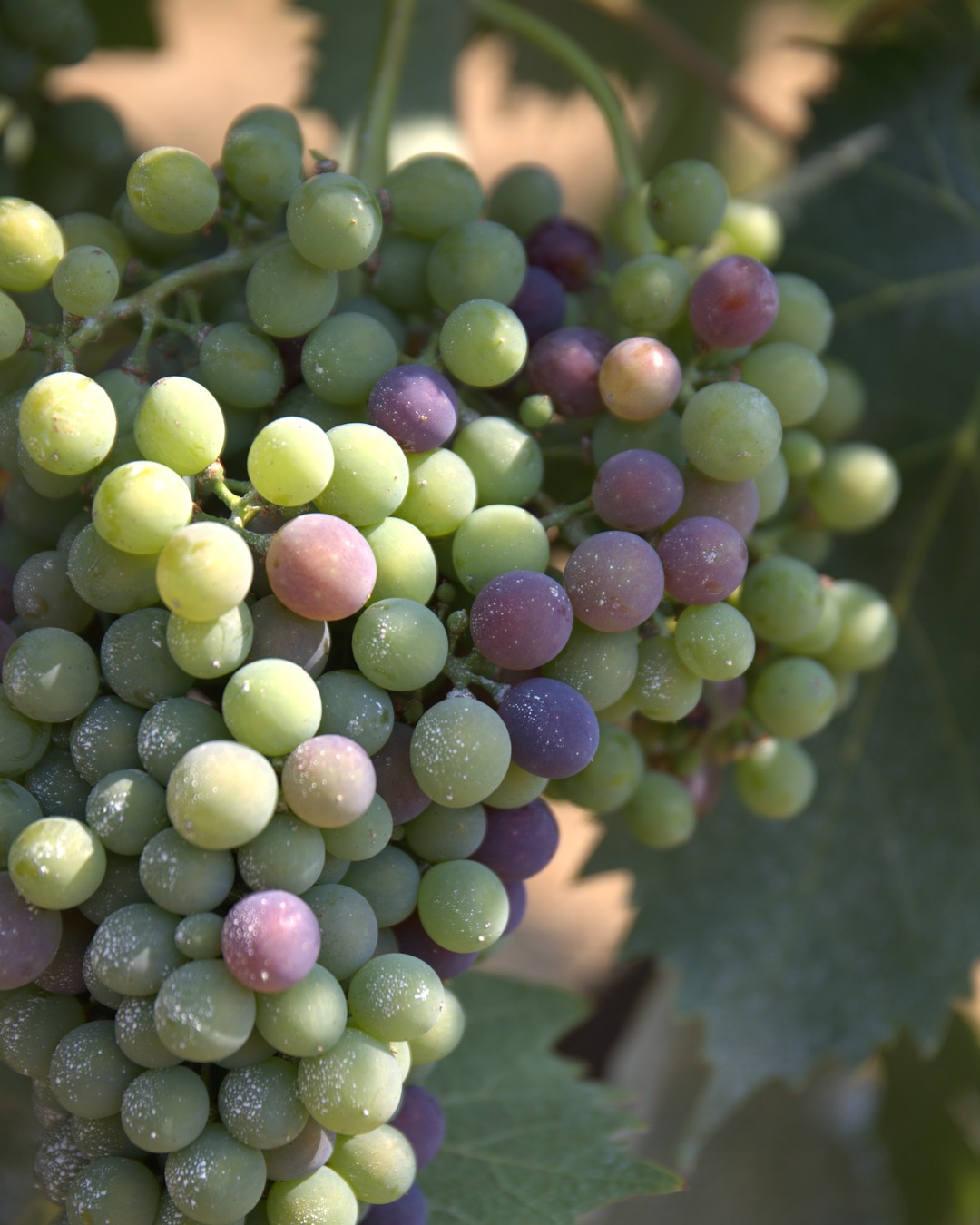 July at Castello di Magione: the vineyard through veraison